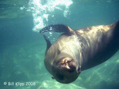 California Sea Lion Underwater,  Los Islotes