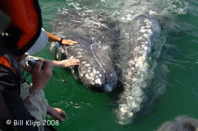 Petting Grey Whale and Calf 2, San Ignacio Lagoon