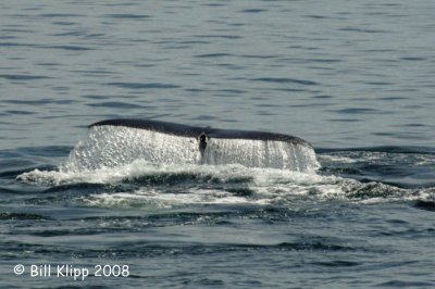 Sperm Whales Flukes 1, Baja