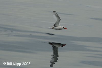 Tropic Bird,  Baja  1