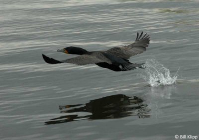 Cormorant takeoff 10
