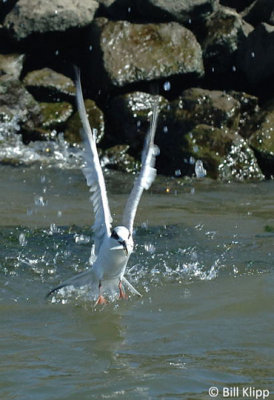 Tern Fishing 1