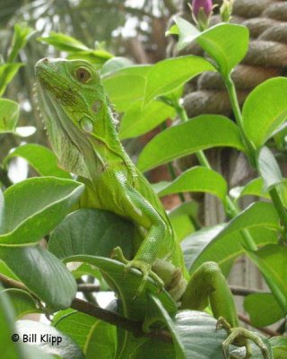 Green Iguana  1