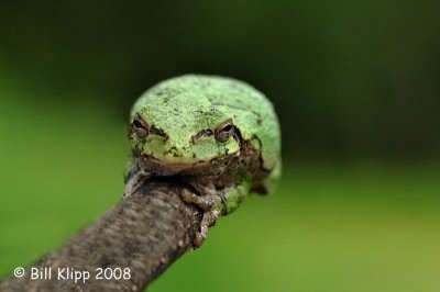 Tree Frog,  Northern Minnesota 1