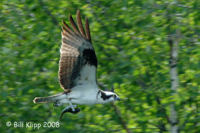 Oprey with dinner, Northern Minnesota