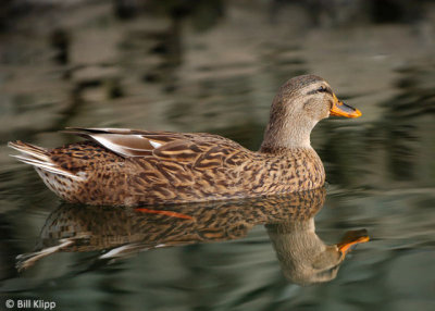 Mallard Duck 5