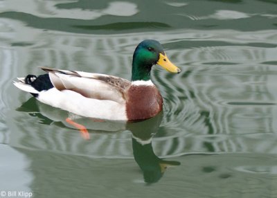 Mallard Duck 9