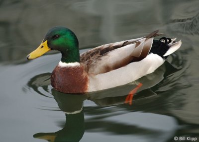 Mallard Duck 6