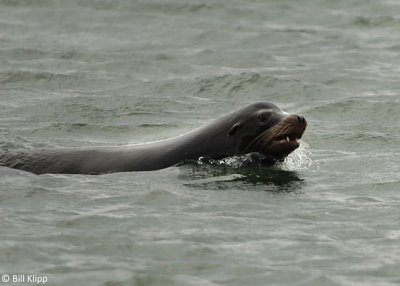 Sea Lion, Beaver Bay  3