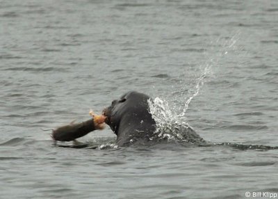 Sea Lion, Beaver Bay  4