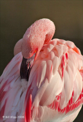 Lesser Flamingo, San Diego Zoo