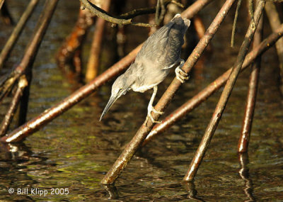 Lava Heron fishing 5