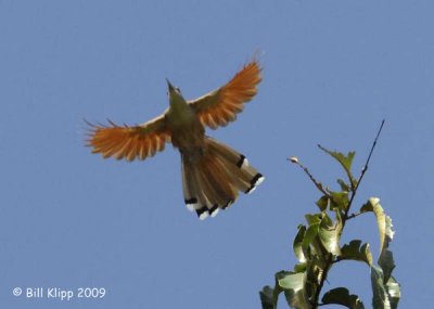 Great Lizard-Cuckoo - Arriero  1