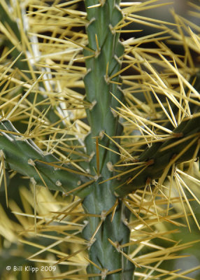 Cactus, Cuba