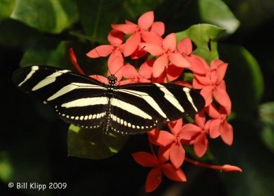 Butterfly, Cuba 1