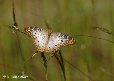 Butterfly, Cuba 2