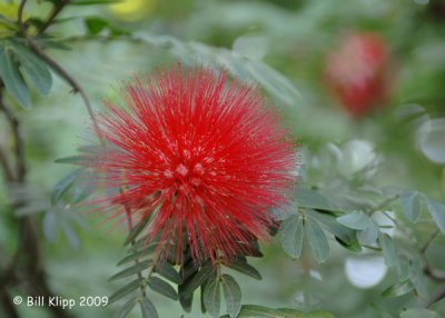 Flowers, Cuba 1