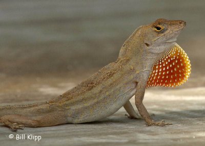 Cuban Brown Anole displaying dewlap 2