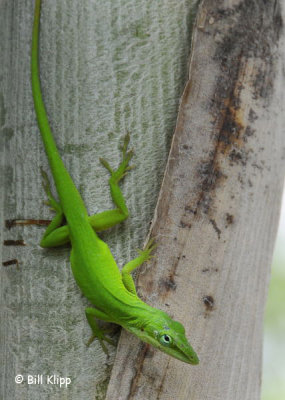 Green Anole 1
