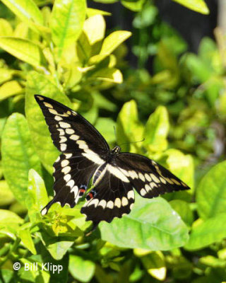 Giant Swallowtail Butterfly  1