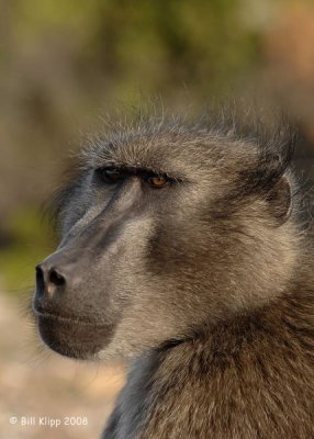 Baboon, Cape Point 3
