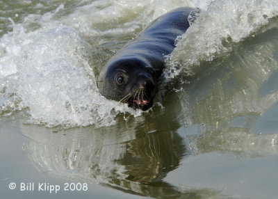 Cape Fur Seal , Walvis Bay 1