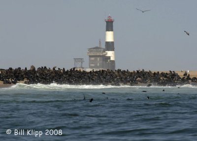 Cape Fur Seal Colony, Walvis Bay 3