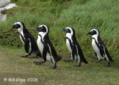 Jackass Penguins, Boulder Beach 1