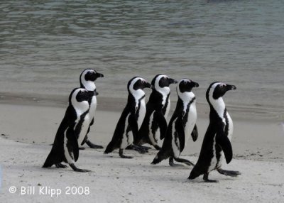 Jackass Penguins, Boulder Beach 2