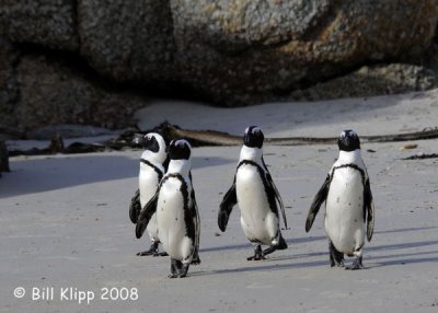 Jackass Penguins, Boulder Beach 4