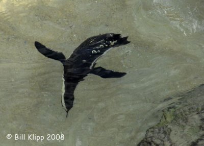 Jackass Penguins, Boulder Beach 6