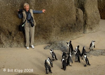 Jackass Penguins, Boulder Beach 7