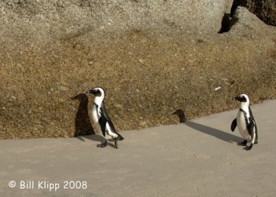 Jackass Penguins, Boulder Beach 8