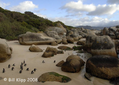 Jackass Penguins, Boulder Beach 9