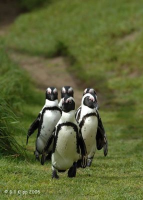 Jackass Penguins, Boulder Beach 10