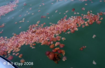 Jelly Fish, Walvis Bay 1