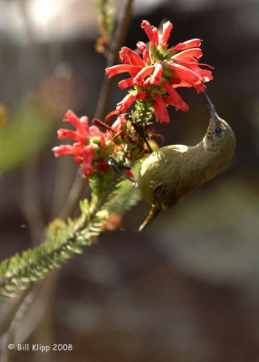 Sugar Bird, Cape Town Botanical Gardens 1