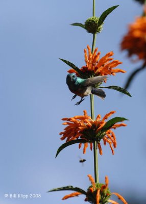 Sun Bird, Cape Town Botanical Gardens 1
