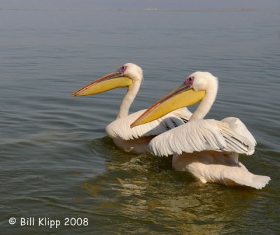 Western White Pelicans, Walvis Bay 1