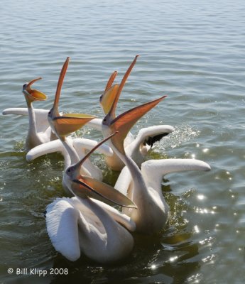 Western White Pelicans, Walvis Bay 2