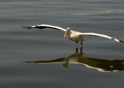 Western White Pelican, Walvis Bay 1