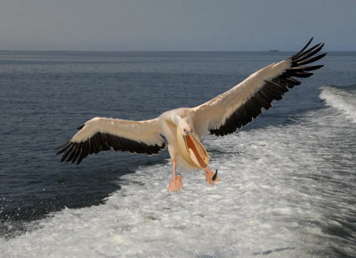 Western White Pelican, Walvis Bay 2