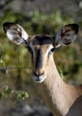 Female  Impala , Etosha
