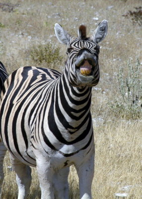 Laughing Zebra, Etosha