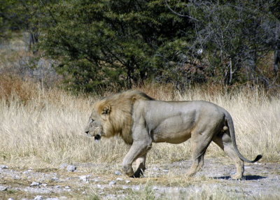 Male Lion on a mission, Ongava