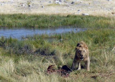 Male Lion protecting his kill