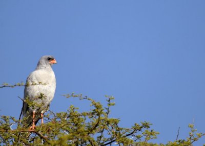 Pale Chanting Goshawk, Etosha