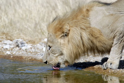 Thirsty Lion Ongava.jpg