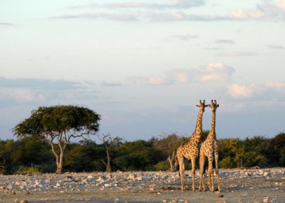 Twin Giraffes Ongava .jpg