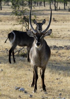 Water Buck Faces